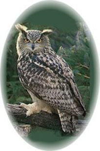 Uhu Owl